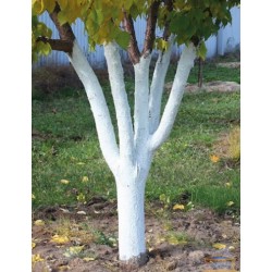 Краска для деревьев и кустов