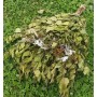 Изображение Веник банный Береза с травами купить в procom.ua - изображение 2