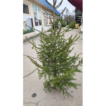 Изображение Ель маленькая купить в procom.ua