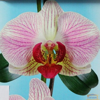 Изображение Панель (6,0*0,25м) 8мм Сумы Орхидея бирюза декор купить в procom.ua