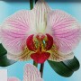 Изображение Панель (6,0*0,25м) 8мм Сумы Орхидея бирюза декор купить в procom.ua - изображение 2