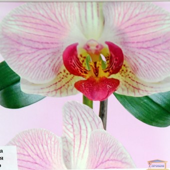 Изображение Панель (6,0*0,25м) 8мм Сумы Орхидея розовая декор купить в procom.ua