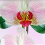 Зображення Панель (6,0*0,25 м) 8мм Суми Орхідея рожева декор купити в procom.ua - зображення 2
